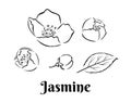 Jasmine set. Flowers, leaf and buds outline. Black and white icons.