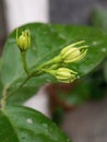 jasmine shoots that are soon blooming