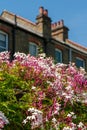 Jasmine shrubs in blossom against blurred background of traditional Victorian terraced houses Royalty Free Stock Photo