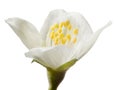 Jasmine single flower isolated on white