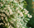 Jasmine. Spring flowers. Summer bloom Royalty Free Stock Photo