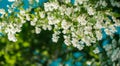Jasmine. Spring flowers. Summer bloom Royalty Free Stock Photo