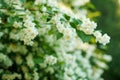 Jasmine. Spring flowers. Summer bloom Royalty Free Stock Photo