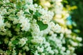 Jasmine. Spring flowers. Summer bloom Royalty Free Stock Photo