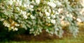 Jasmine. Spring flowers. Summer bloom Royalty Free Stock Photo