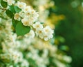Jasmine. Spring flowers. Summer bloom Royalty Free Stock Photo