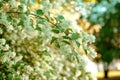 Jasmine. Spring flowers. Summer bloom Royalty Free Stock Photo