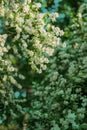 Jasmine. Spring flowers. Summer bloom Royalty Free Stock Photo