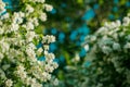 Jasmine. Spring flowers. Summer bloom Royalty Free Stock Photo