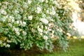 Jasmine. Spring flowers. Summer bloom Royalty Free Stock Photo
