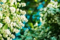 Jasmine. Spring flowers. Summer bloom Royalty Free Stock Photo