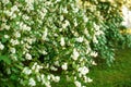 Jasmine. Spring flowers. Summer bloom Royalty Free Stock Photo