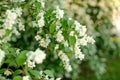 Jasmine. Spring flowers. Summer bloom Royalty Free Stock Photo