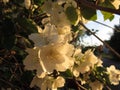 Jasmine in the sunshine