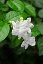 Jasmine tea flower, arabian jasmine, jasminum sambac