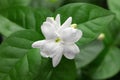 Jasmine tea flower, arabian jasmine, jasminum sambac Royalty Free Stock Photo