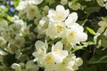 Jasmine white flower