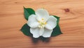 Jasmine white flower isolated against a clean wood background Royalty Free Stock Photo