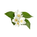 Jasmine white flower isolated on white background Royalty Free Stock Photo