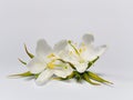 Jasmine white flower isolated on white background Royalty Free Stock Photo