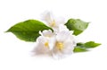 Jasmine white flower isolated on white background Royalty Free Stock Photo