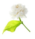 Jasmine white flower isolated on white background. Royalty Free Stock Photo