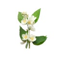 Jasmine white flower isolated on white background Royalty Free Stock Photo