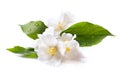 Jasmine White Flower On White Background