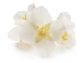 Jasmine white flower on white background Royalty Free Stock Photo