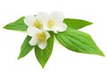 Jasmine white flower on white background Royalty Free Stock Photo