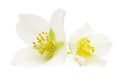 Jasmine white flower on white background Royalty Free Stock Photo