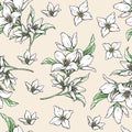 Jasmine white flowers on beige background. Vector handwork illustration. Drawing of blooming white jasmine with green leaves.