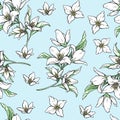 Jasmine white flowers on blue background. Vector handwork illustration. Seamless pattern with jasmines for textiles design