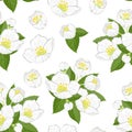 Jasmine white flowers, buds and green leaves seamless pattern. Vector floral illustration Royalty Free Stock Photo