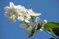 Jasmine white flowers in the garden with green leafs on blue sky background Royalty Free Stock Photo