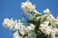 Jasmine white flowers in the garden with green leafs on blue sky background