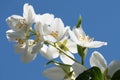 Jasmine white flowers in the garden with green leafs on blue sky background Royalty Free Stock Photo