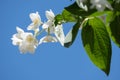 Jasmine white flowers in the garden with green leafs on blue sky background Royalty Free Stock Photo