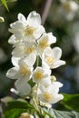 Jasmine white flowers in the garden with green leafs on blue sky background Royalty Free Stock Photo