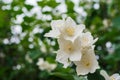 Jasmine white flowers and green leaves on bush in full blossom. Royalty Free Stock Photo