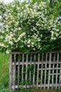 Jasmine white flowers and green leaves on bush in full blossom Royalty Free Stock Photo