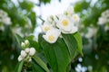 Jasmine white flowers and green leaves on bush