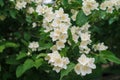 Jasmine white flowers and green leaves on bush in full blossom Royalty Free Stock Photo