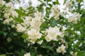 Jasmine white flowers and green leaves on bush in full blossom Royalty Free Stock Photo