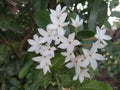 Jasmine white flowers, Indian mogra flower