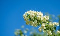 Jasmine white flowers Philadelphus coronarius sweet mock-orange in bloom. Flowering English dogwood wild on blue sky background Royalty Free Stock Photo