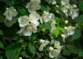 Jasmine white flowers Philadelphus coronarius sweet mock-orange in bloom. Flowering English dogwood wild in sunny spring garden Royalty Free Stock Photo