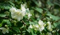 Jasmine white flowers Philadelphus coronarius sweet mock-orange in bloom. Flowering English dogwood wild in sunny spring garden Royalty Free Stock Photo