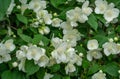 Jasmine white flowers Philadelphus coronarius sweet mock-orange in bloom. Flowering English dogwood wild in sunny spring garden Royalty Free Stock Photo