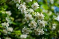 Jasmine white flowers Philadelphus coronarius sweet mock-orange in bloom. Flowering English dogwood wild in sunny spring garden Royalty Free Stock Photo